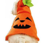 Dog costume pumkin pattern