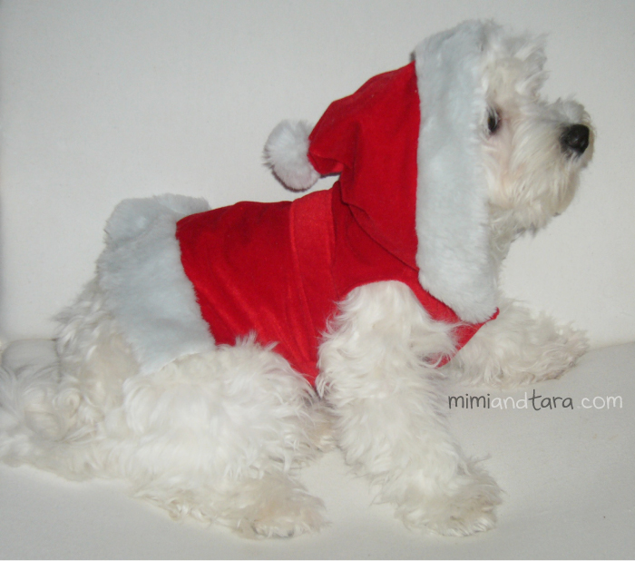Santa claus dog outfit