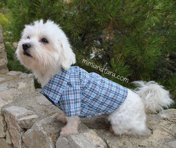 Dog pattern shirt