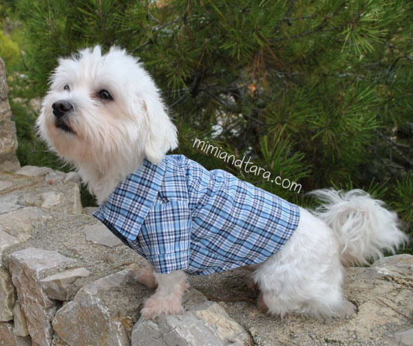 35+ Free Sewing Pattern For Dog Shirt - UmairIshawn