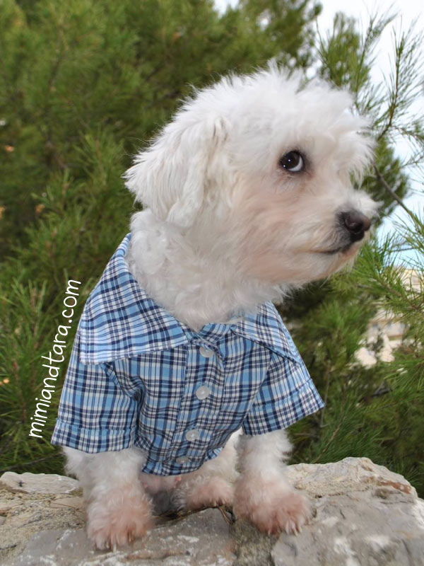 Dog shirt pattern