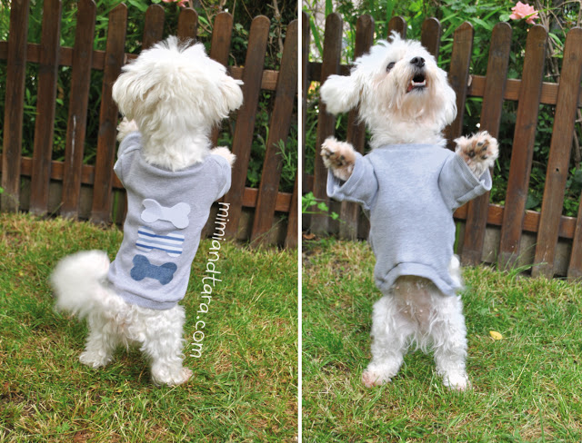 Dog with jersey