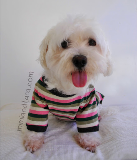 dog pyjama