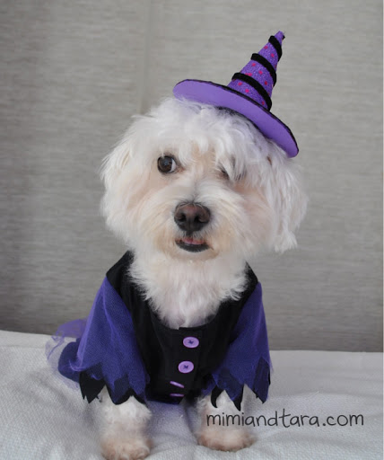 Witch dog costume pattern