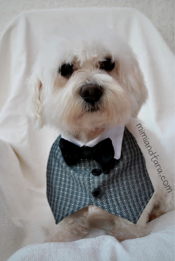 Elegant dog tuxedo vest