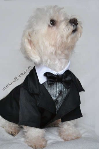 Suit jacket dog