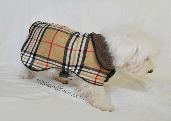 pattern coat dog