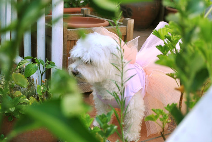 Dog fairy dress