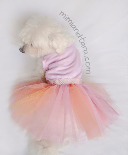 dog with dress