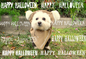Easy Ewok Dog Costume Patterns - Free to Download - Mimi&Tara