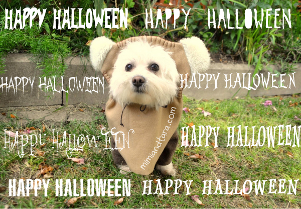 Happy Halloween Ewok