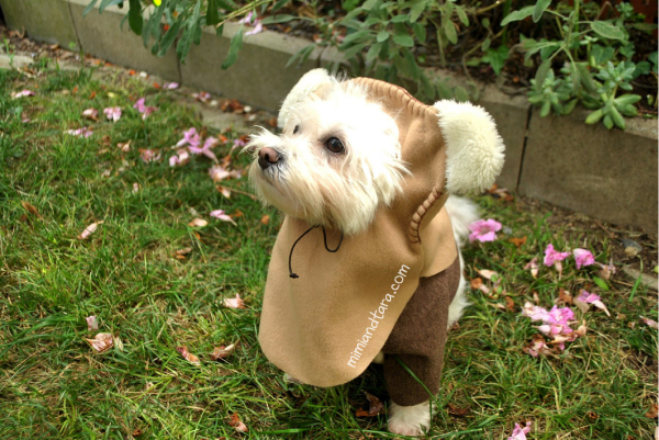 Costume for dog