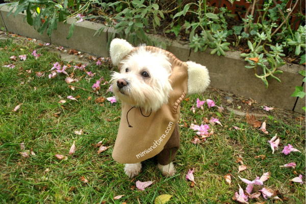 Dog halloween costume