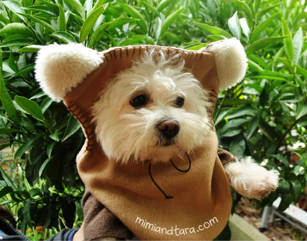 Ewok outfit dog online