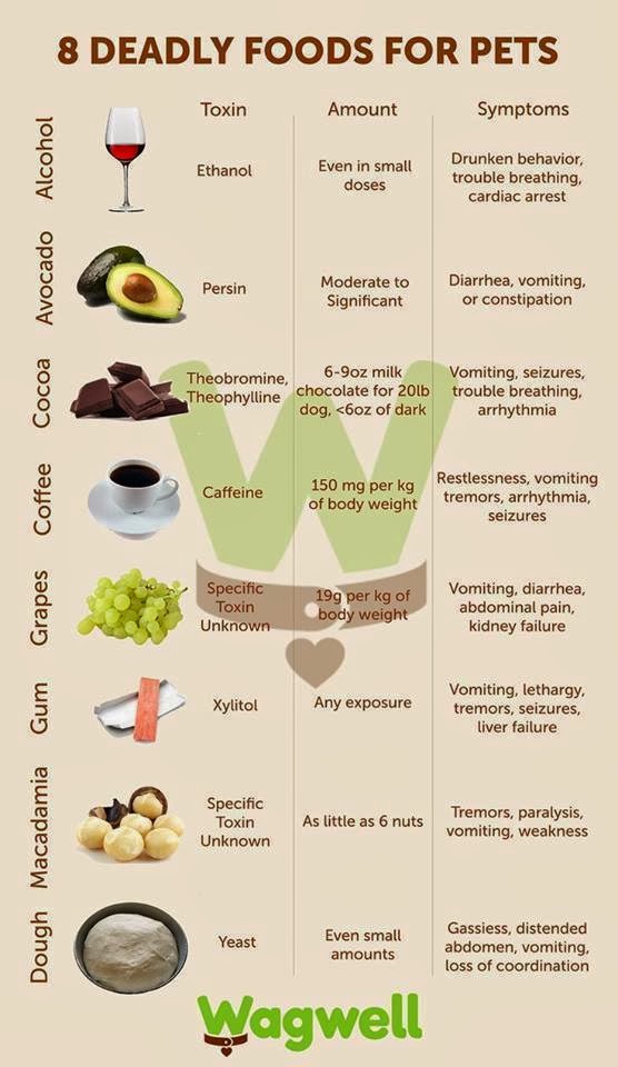 Toxic Food For Dogs Mimi Tara