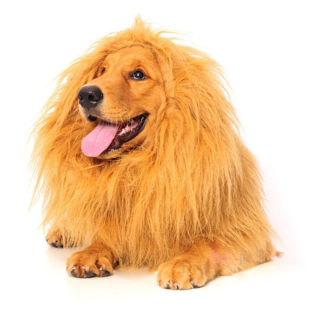 Lion dog costume