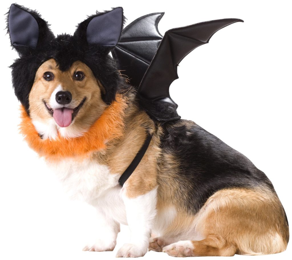 dog bat costume