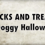 The funniest Halloween dog video