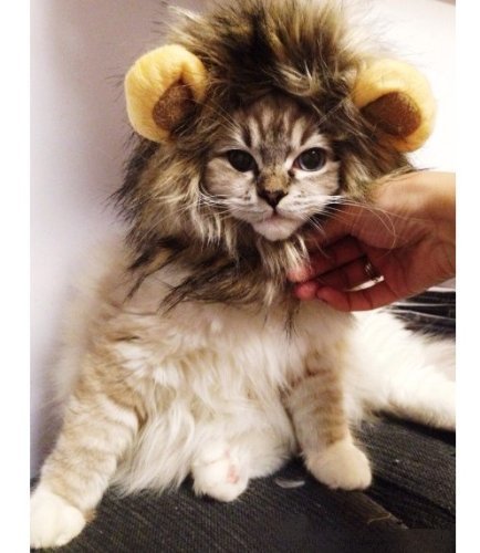 lion cat costume
