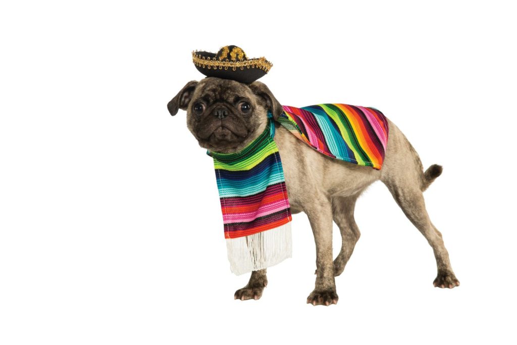 mexican dog costume
