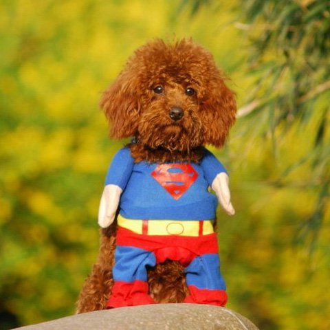 superman dog costume