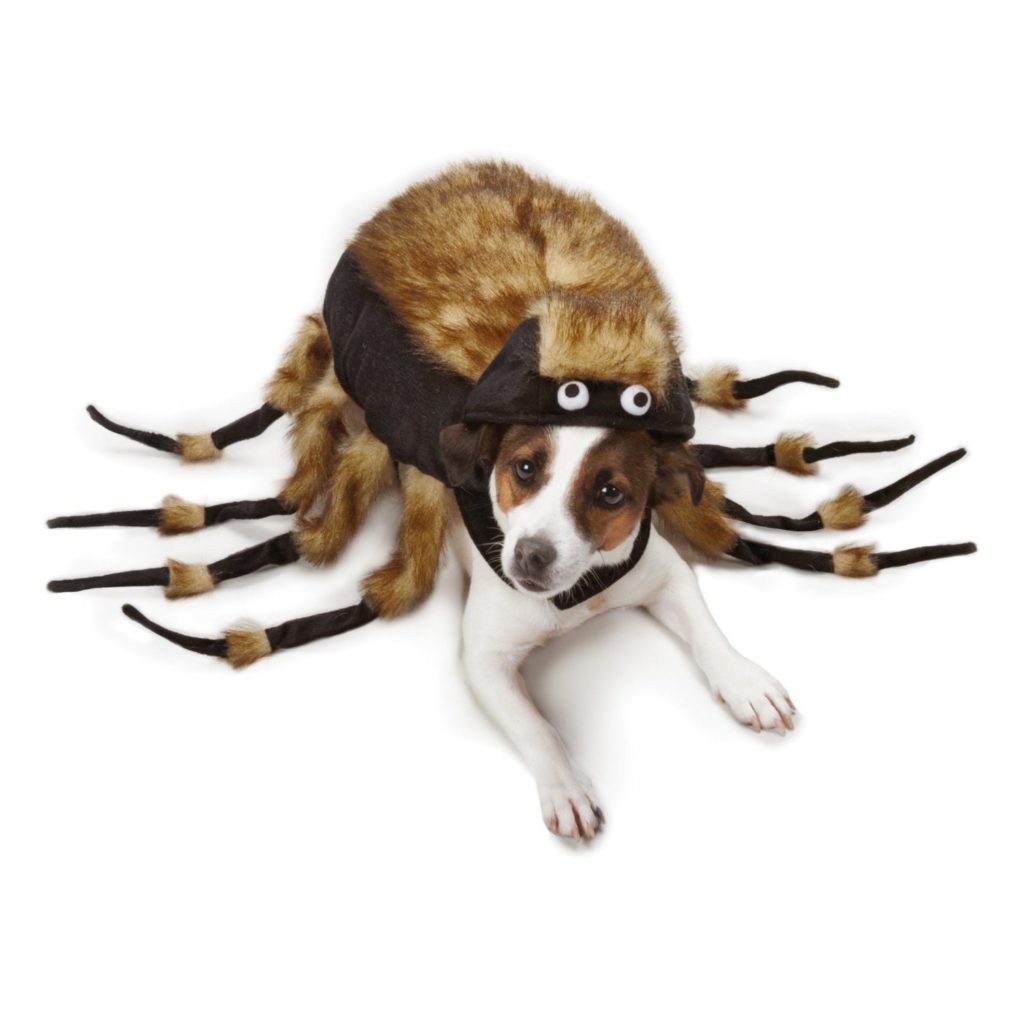tarantula dog costume