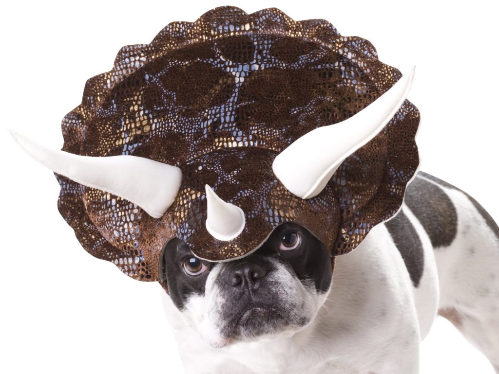 triceratops dog costume