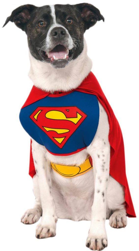 superman dog costume