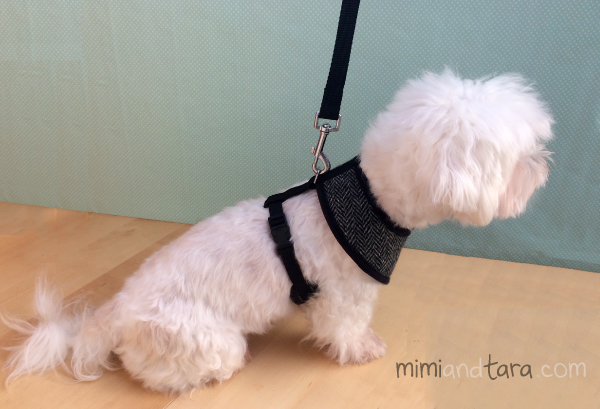 dog harness leash