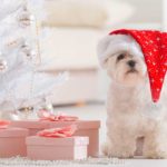Best gifts for dogs and cats