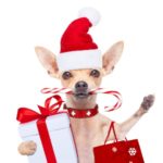 Best Dog Xmas Outfit + Free patterns