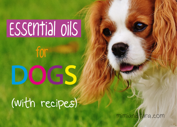 Essential Oils For Dogs